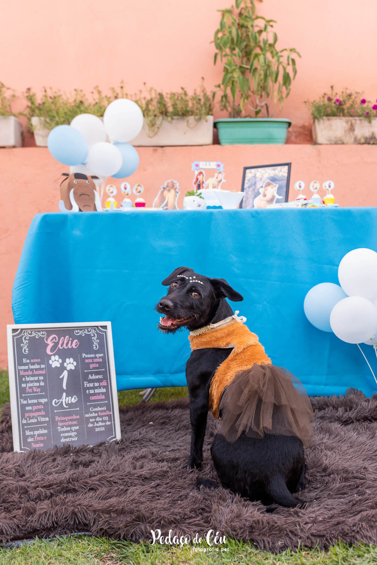 Festa pet srd rio de janeiro