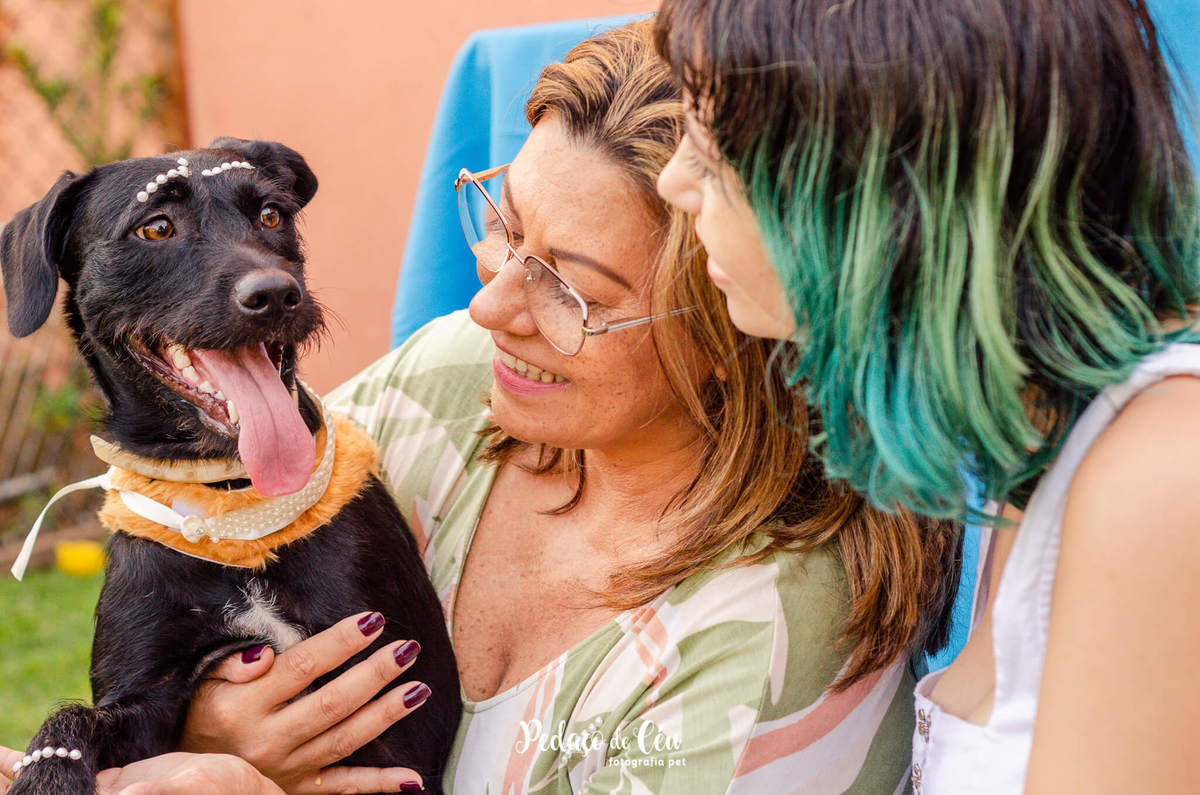 Festa pet srd rio de janeiro