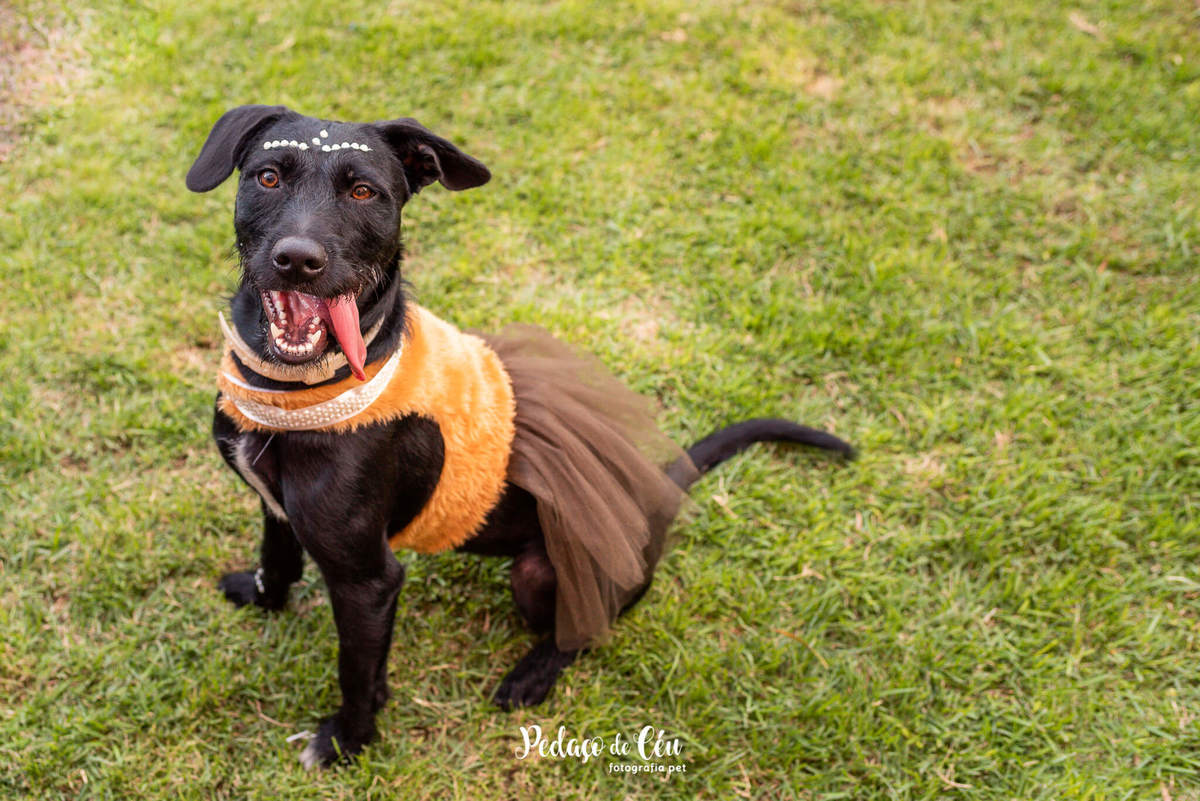 Festa pet srd rio de janeiro