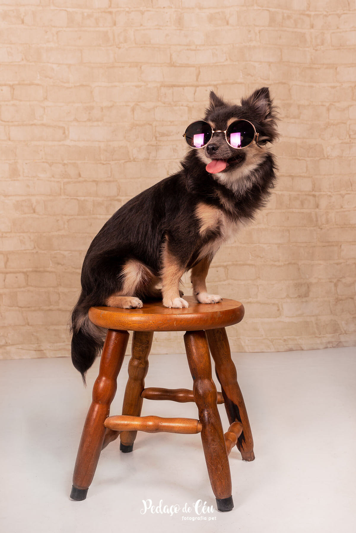 foto grafia pet chihuahua estúdio rio de janeiro