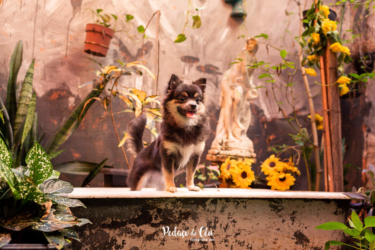 foto grafia pet chihuahua estúdio rio de janeiro
