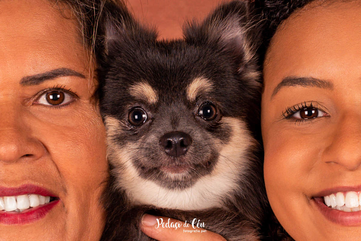 foto grafia pet chihuahua em família estúdio rio de janeiro