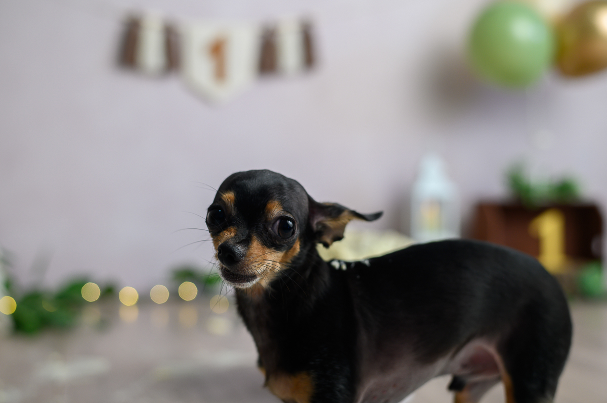 ensaio smash the cake com cachorro família sp