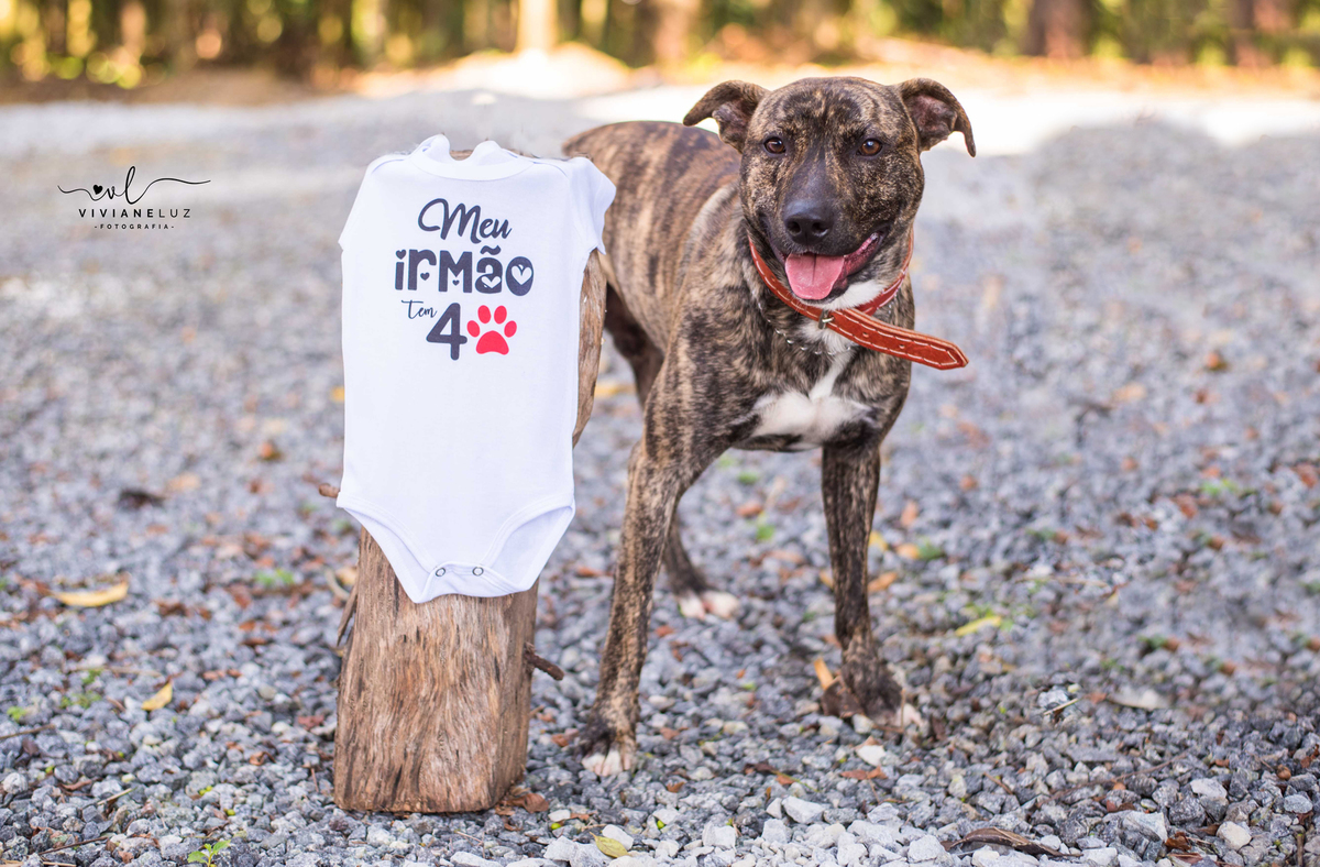 ideias de fotos gestante guaramirim fotografos de guaramirim fotografa de gestante ensaio externo ensaio diferente de gestante viviane luz pet irão de 4 patas