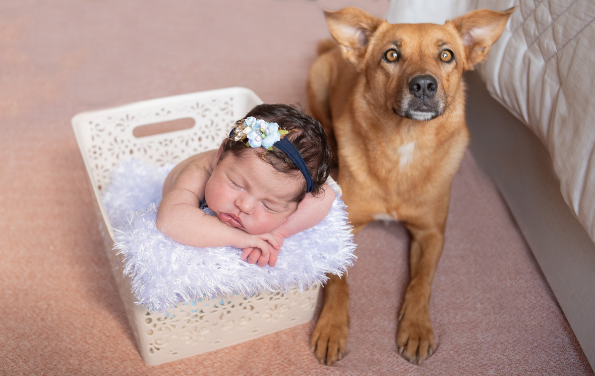 fotografia newborn fotografia infantil fotografa de guaramirim fotografa de jaragua do sul ensaio newborn em casa ensaio recem nascido viviane luz fotografias ensaio com pet