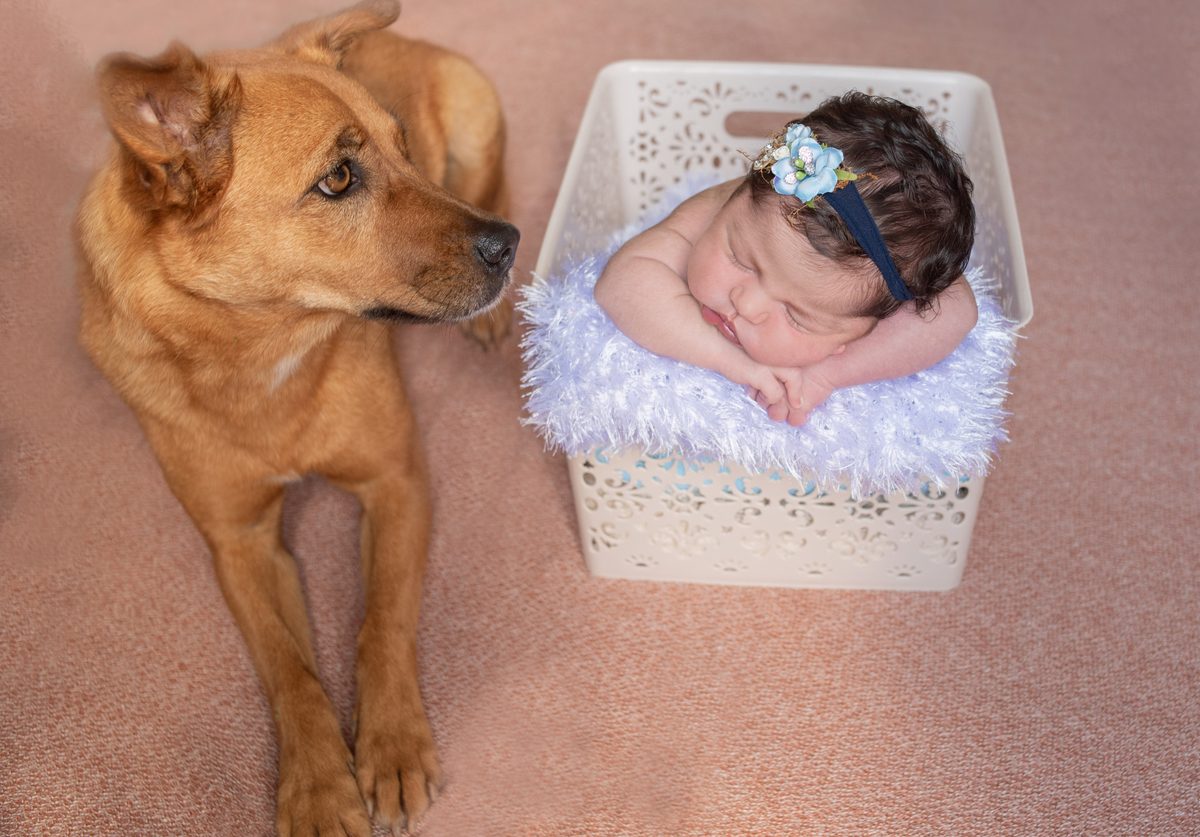 fotografia newborn fotografia infantil fotografa de guaramirim fotografa de jaragua do sul ensaio newborn em casa ensaio recem nascido viviane luz fotografias ensaio com pet
