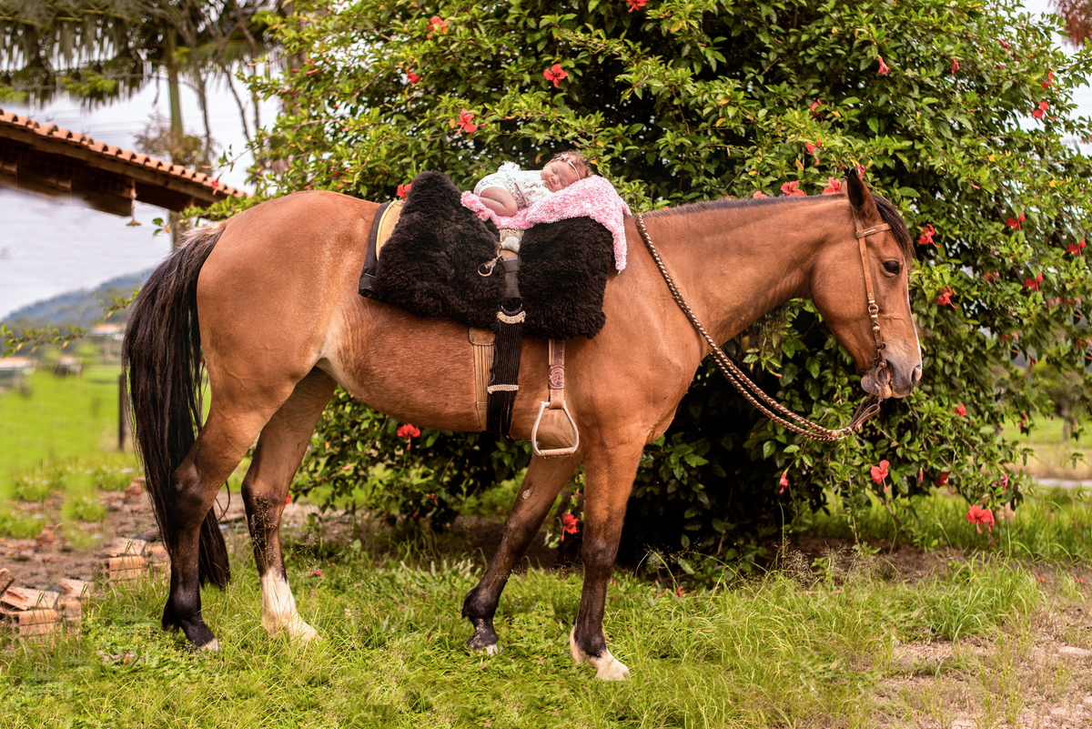 ensaio newborn em casa ensaio com cavalo cavalos fotografa de newborn em massaranduba