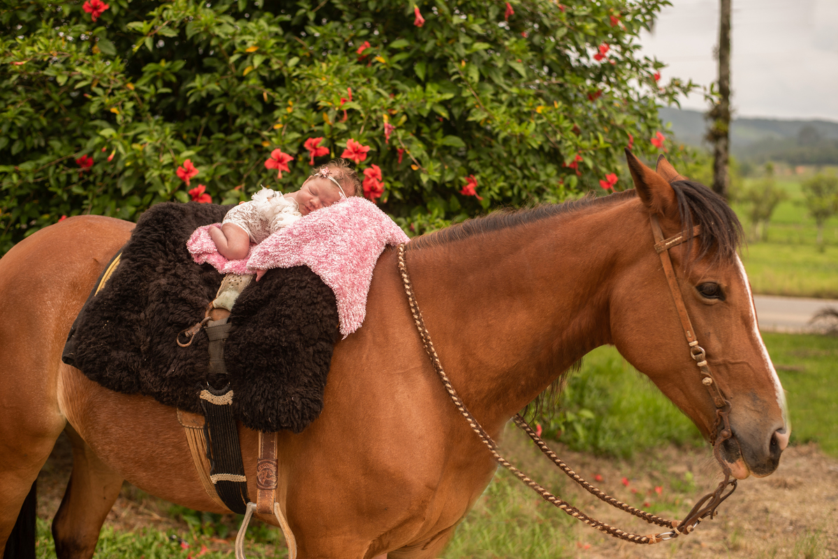 ensaio de recem nascido com cavalo em massaranduba