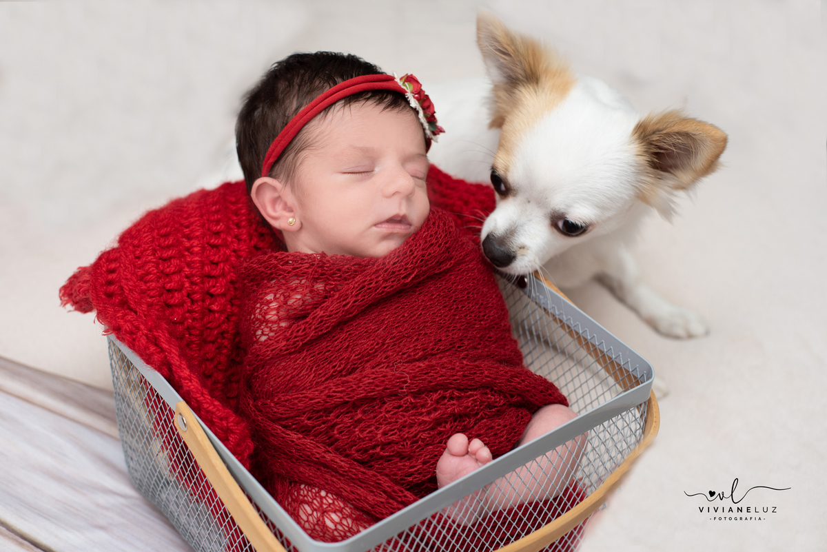 fotografia de recem nascido com pet cachorro de estimação