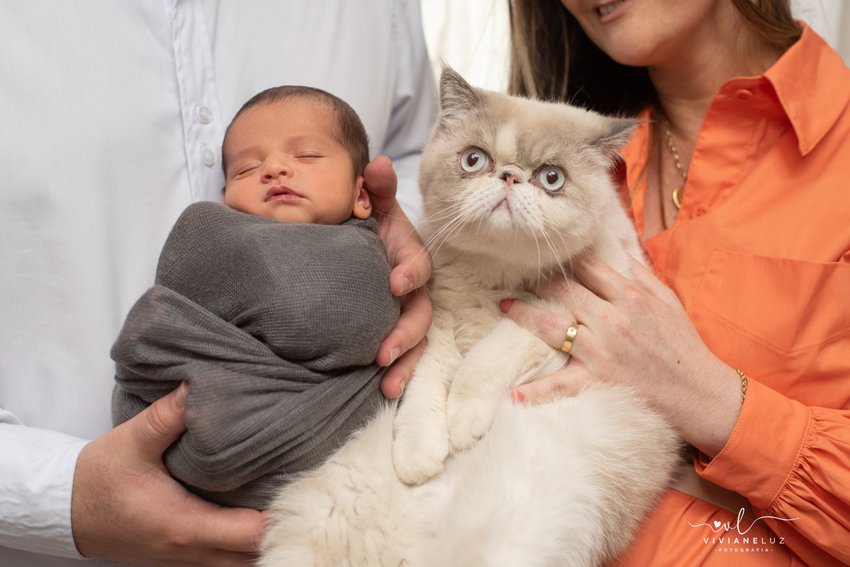 ensaio com gato em casa persa siames