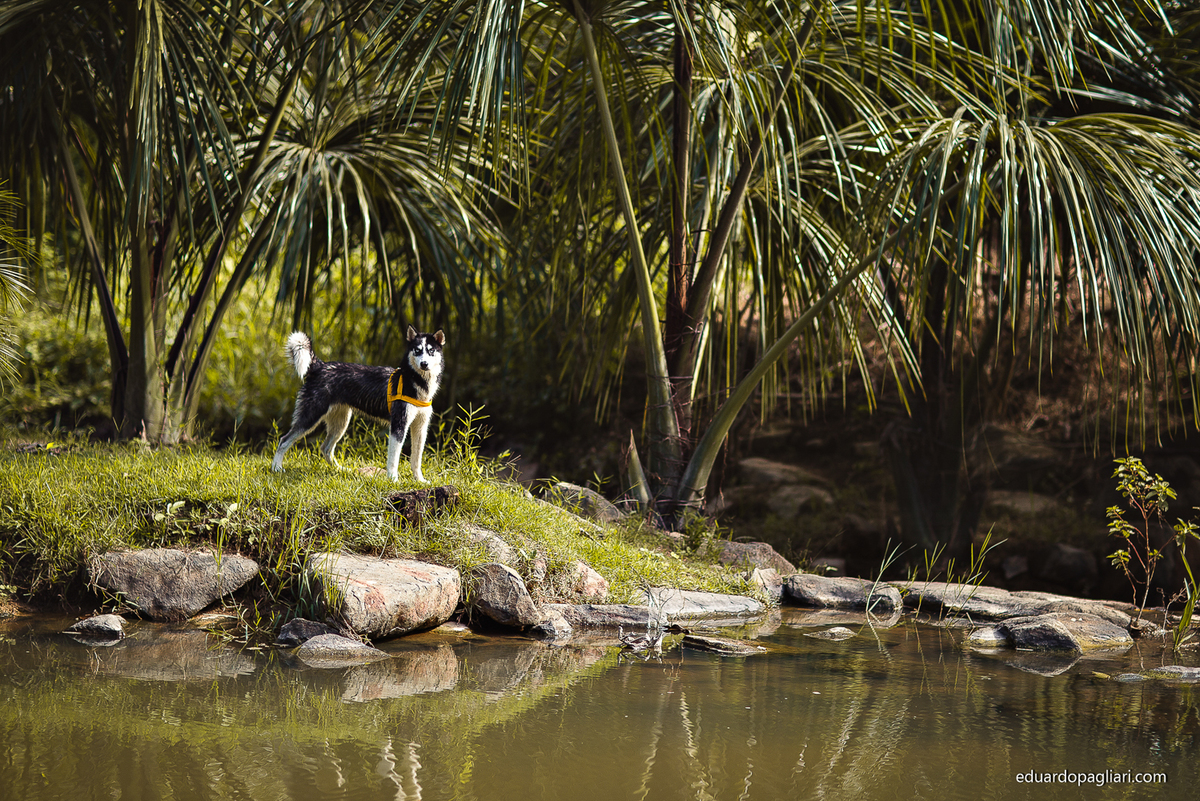 pre casamento em colider por eduardo pagliari
