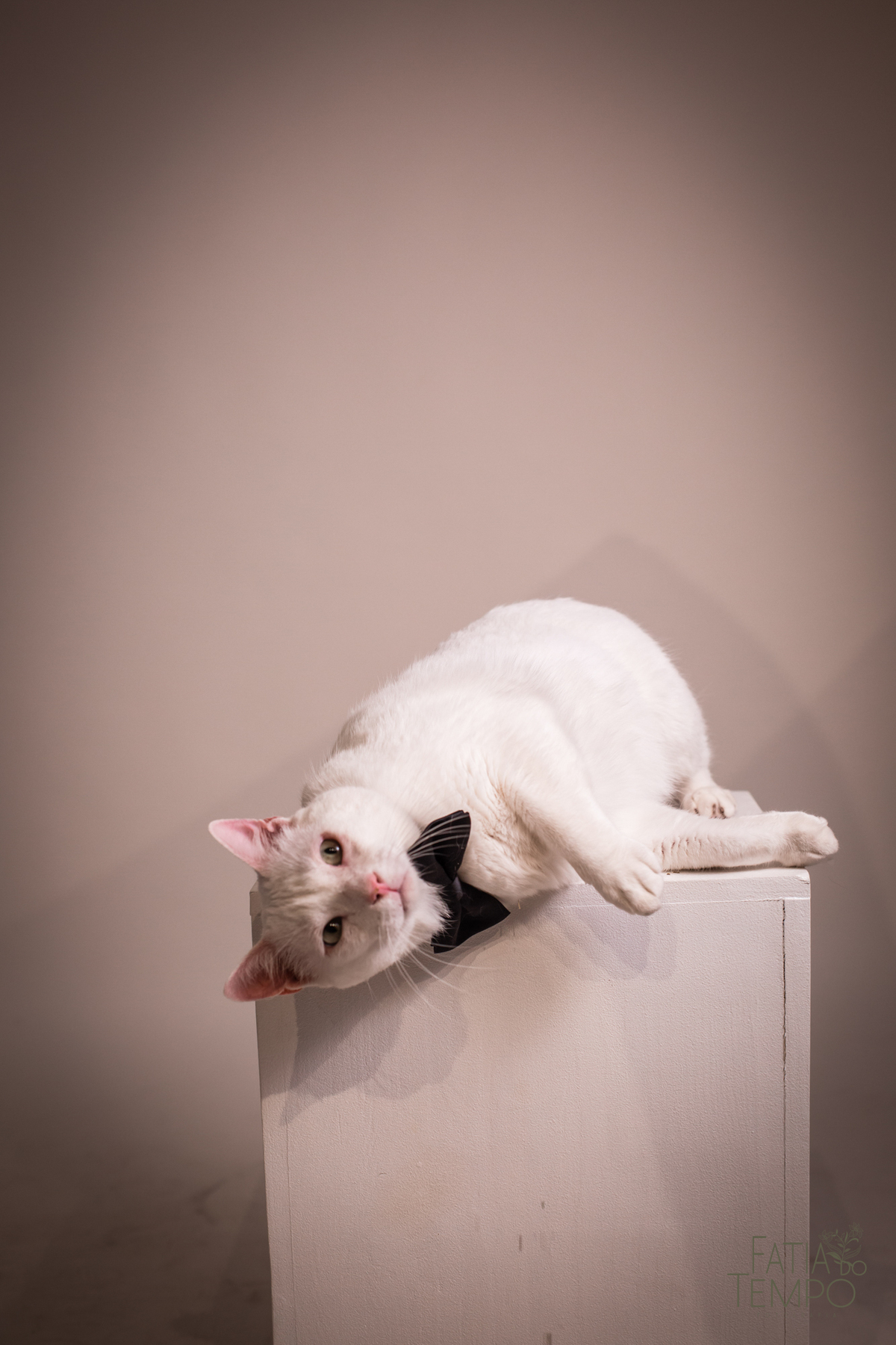 ensaio pré casamento estudio, ensaio de casal em estudio, ensaio de familia com gatos, casal e seu gato, ensaio pre casamento, ensaio em estudio de casal, ensaio pre casamento de casal, vou casar, fotos de pre casamento, fotos de pre casamento em estudio