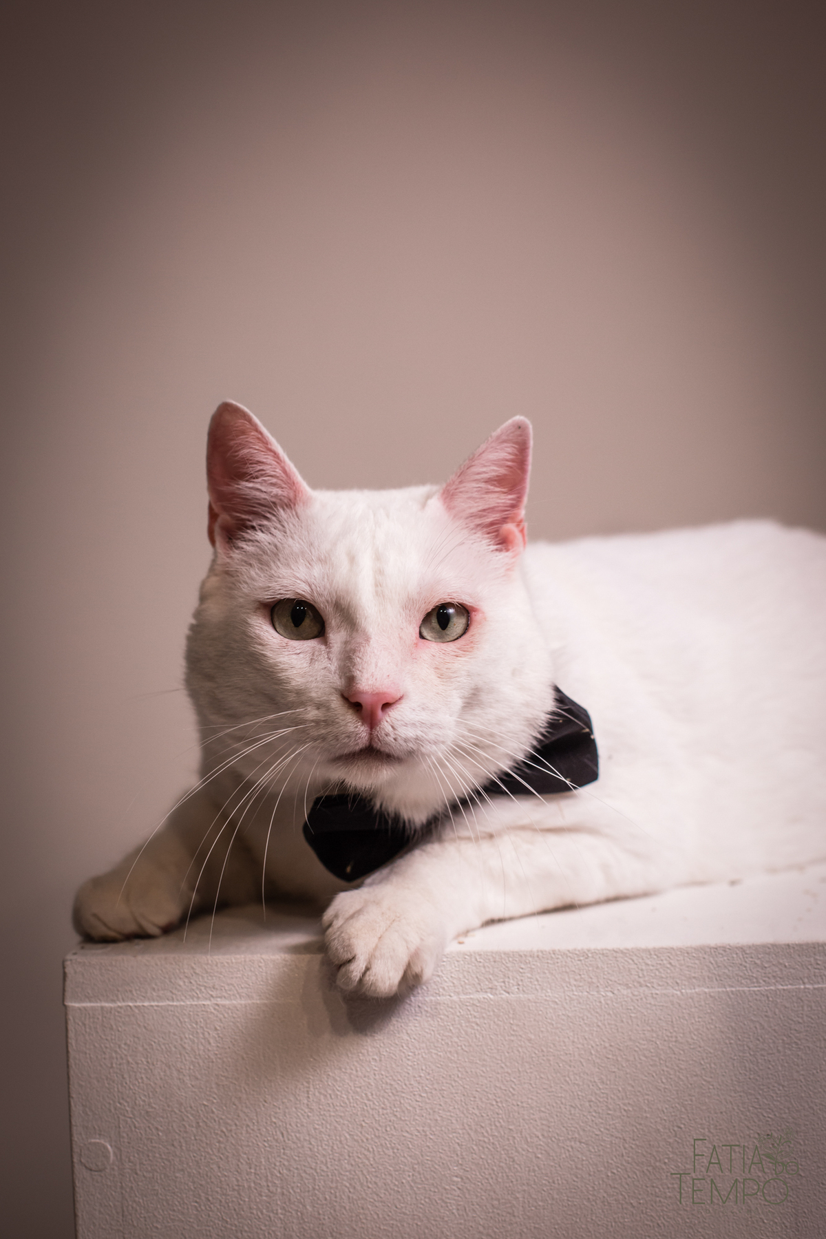 ensaio pré casamento estudio, ensaio de casal em estudio, ensaio de familia com gatos, casal e seu gato, ensaio pre casamento, ensaio em estudio de casal, ensaio pre casamento de casal, vou casar, fotos de pre casamento, fotos de pre casamento em estudio