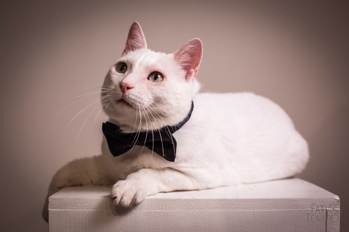 ensaio pré casamento estudio, ensaio de casal em estudio, ensaio de familia com gatos, casal e seu gato, ensaio pre casamento, ensaio em estudio de casal, ensaio pre casamento de casal, vou casar, fotos de pre casamento, fotos de pre casamento em estudio