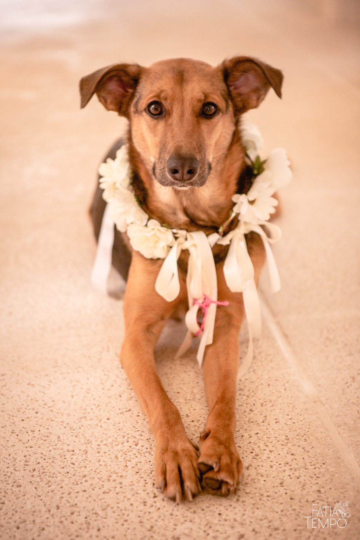 casamento na praia, casamento em ubatuba, casamento guaruja, casamento pé na areia, casamento maresias, casamento good vibes, casamento roots, casamento intimista, mini wedding, casamento, fotos de casamento na praia, praia, casando na praia