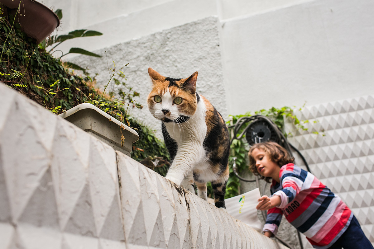gato andando no muro enquanto o menino brinca próximo, por adrianacostafotos