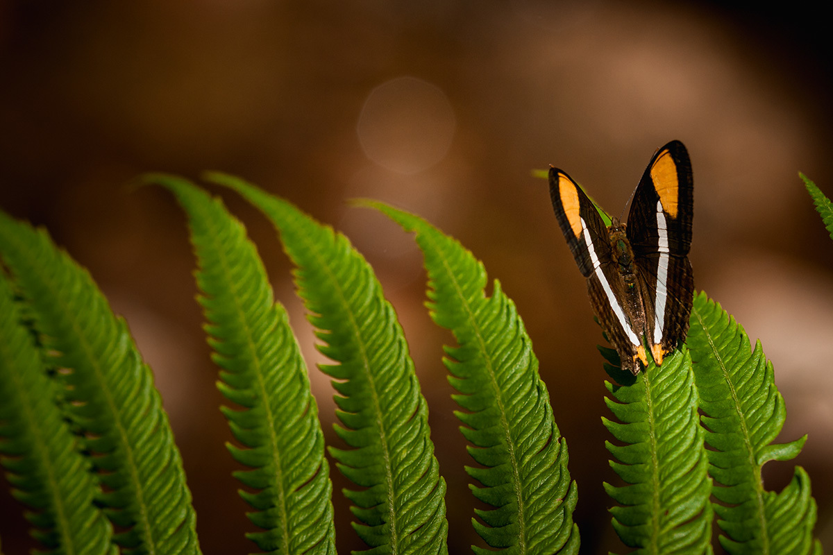 foto de Adriana Costa de uma borboleta natural, motivo de decoração do bebê que irá nascer
