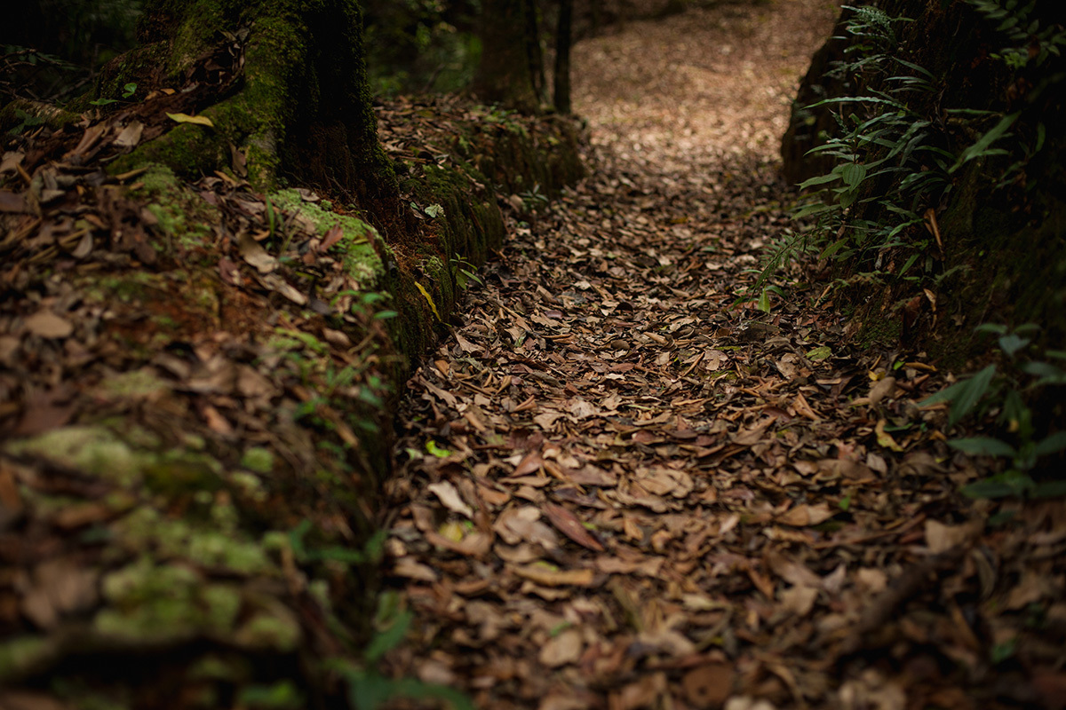 caminho da trilha das cachoeiras no clube Campestre de BH