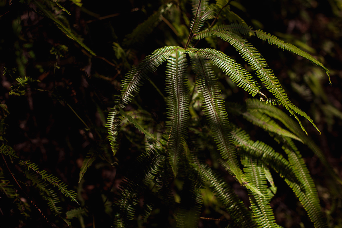 samambaia no caminho das cachoeiras