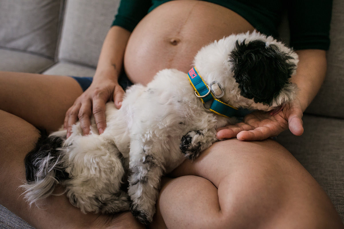 cachorrinha lambendo a mão da gestante