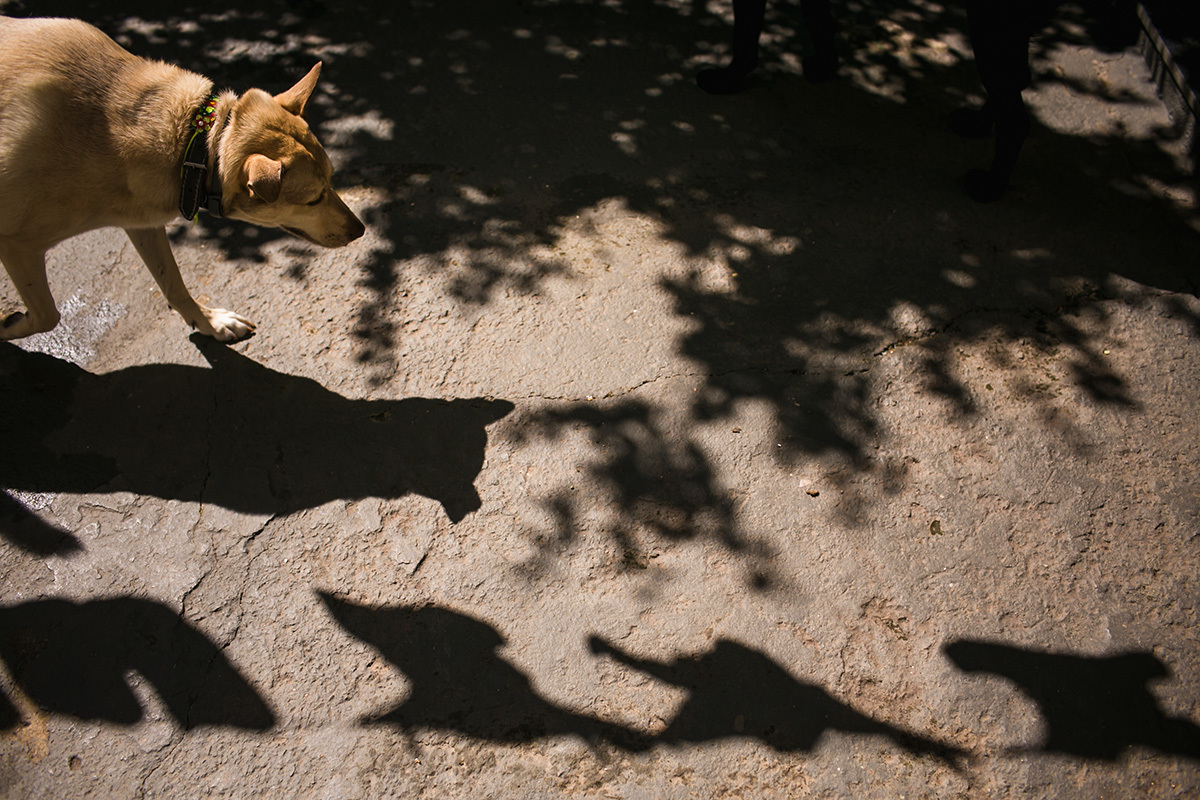 cachorro andando no quintal sob o varal com as fraldas ecológicas