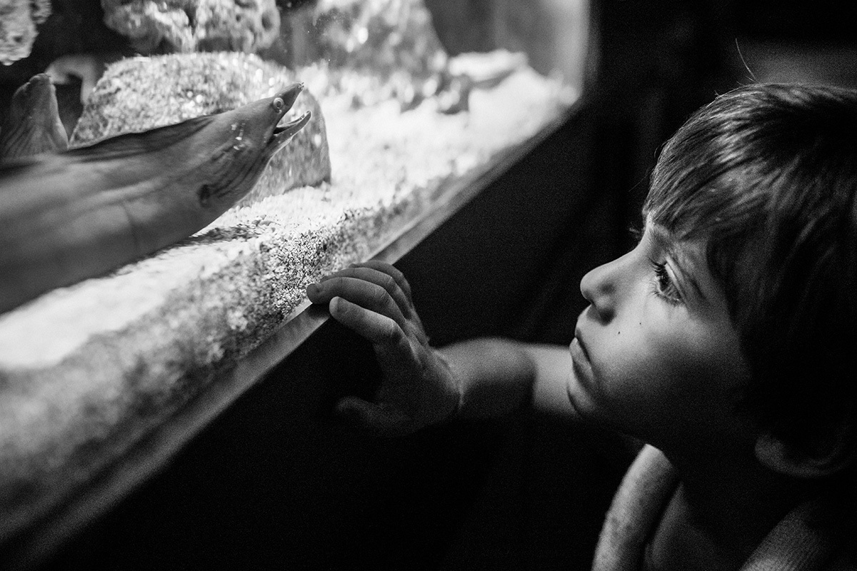 Criança observando uma Moreia no Aquário de BH, em foto de Adriana Costa