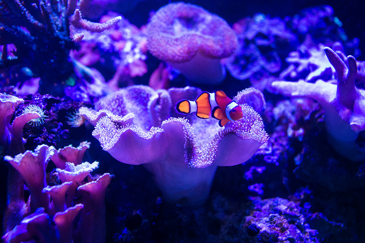 peixe palhaço do Aquário de BH