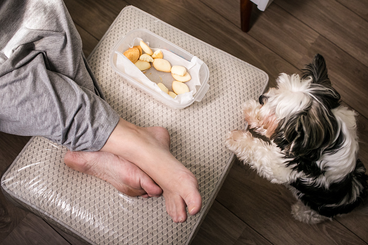cão sob na cadeira onde está os biscoitos colocado pelo marido para sua esposa comer enquanto amamenta
