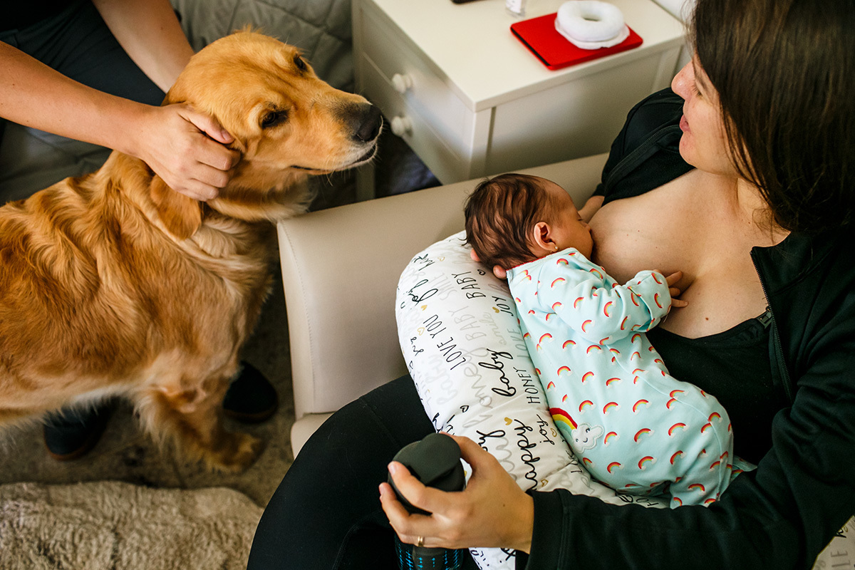 cachorro da família observa bebê sendo amamentado