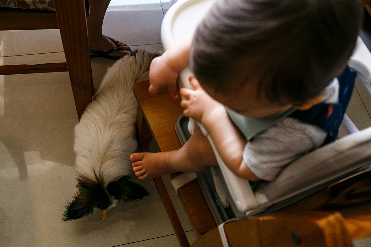 bebê jogando sua comida para o seu cão