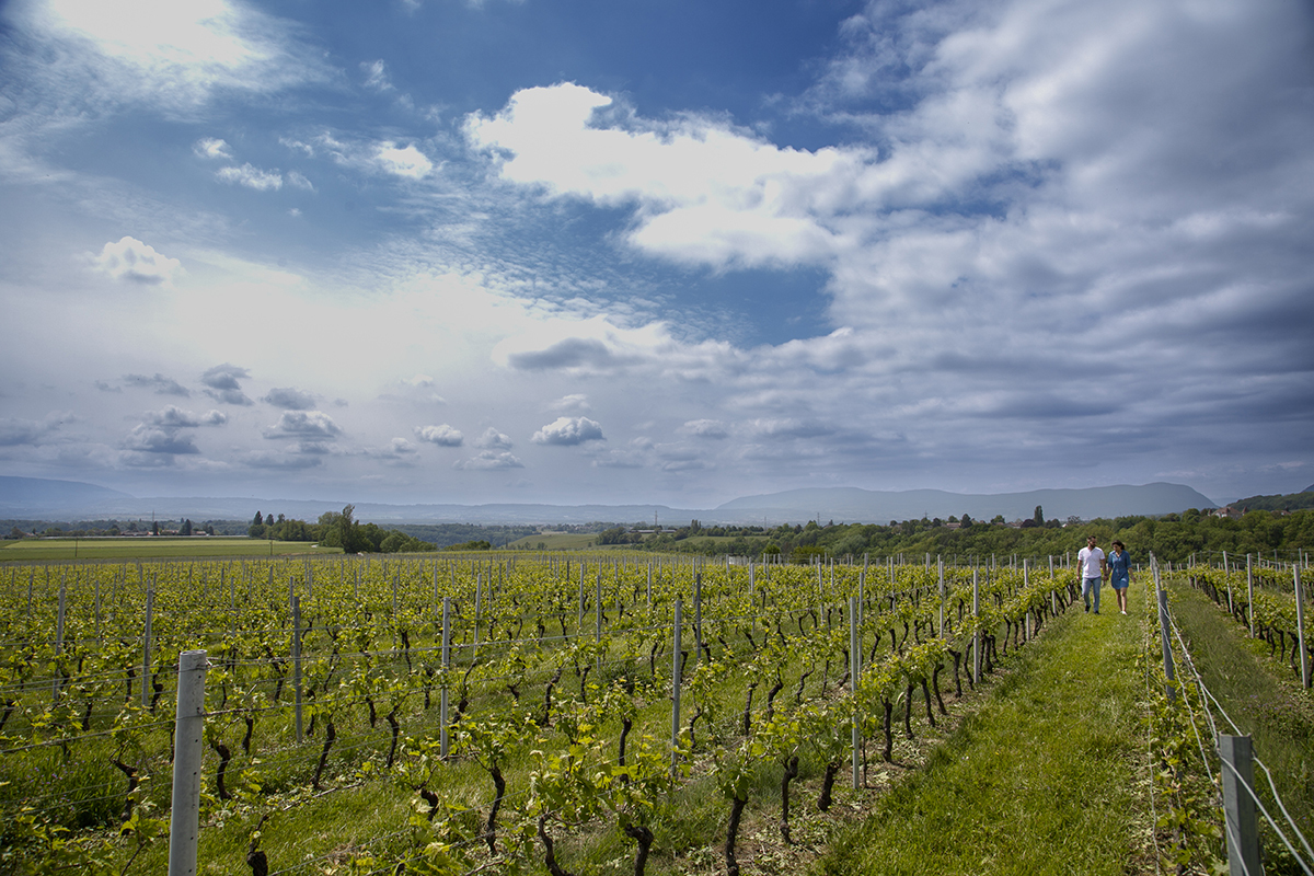 Em plena vinha, numa fotografia ampla, vemos Marta e Mathieu ao fundo, a caminhar entre as videiras. A paisagem é vasta e verdejante, com um céu azul salpicado de nuvens. Um momento de calma e contemplação.