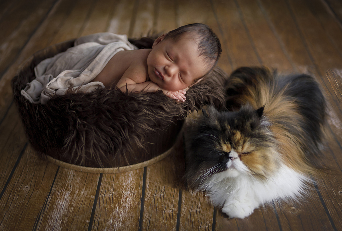 De novo na cestinha de madeira, com a mantinha castanha e o lençol branco, Daniel dorme de costas com as mãos sob a carinha. Ao seu lado, um gato branco, bege e preto, repousa como um guardião silencioso deste cenário de pura ternura.