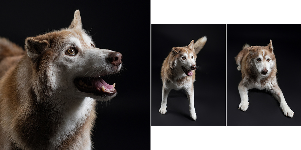 Foto de cão sobre fundo preto.