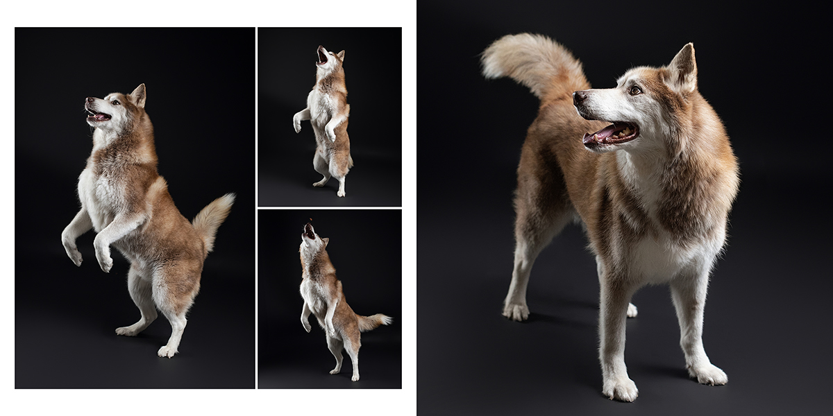 Fotos engraçadas animais.