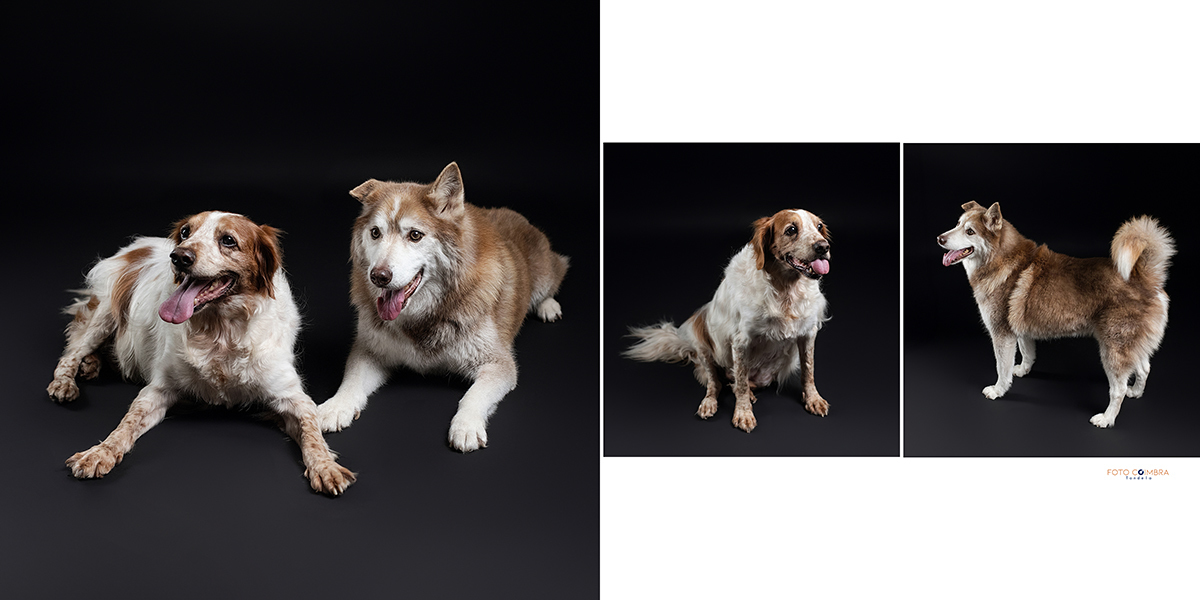 Foto dos cãopanheiros lado a lado.