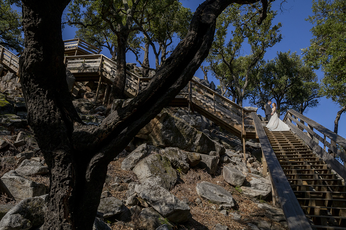 Através do tronco de uma árvore que forma um 