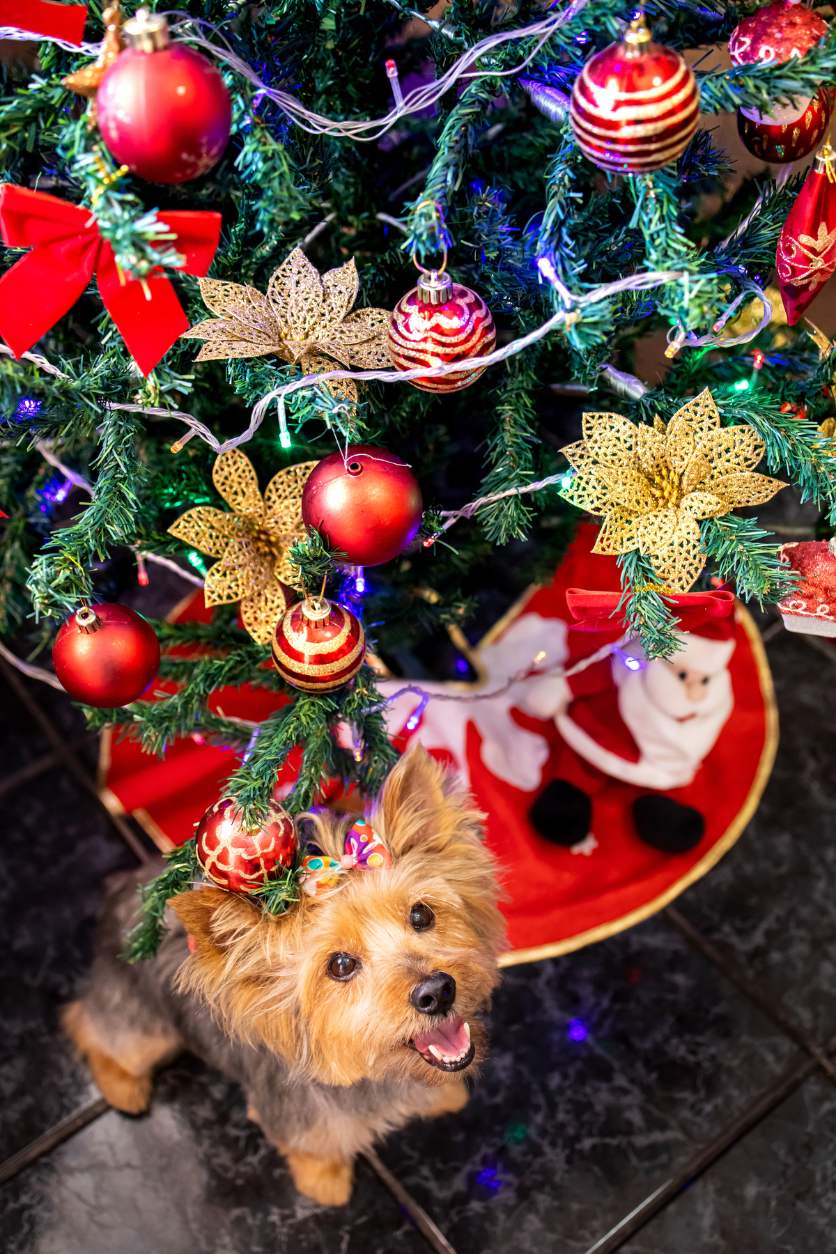 ensaio de natal, fotos de natal, ensaio de natal em casa, book de natal, ensaio de natal familia, natal 2022, li marques fotografia