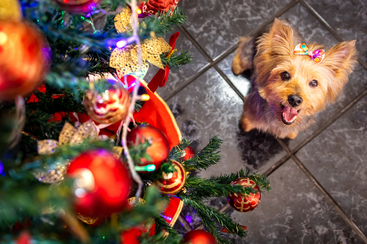 ensaio de natal, fotos de natal, ensaio de natal em casa, book de natal, ensaio de natal familia, natal 2022, li marques fotografia