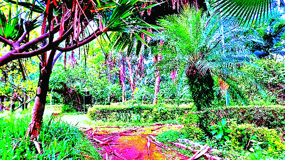 ART INSPIRING THE TREES AND PARKS