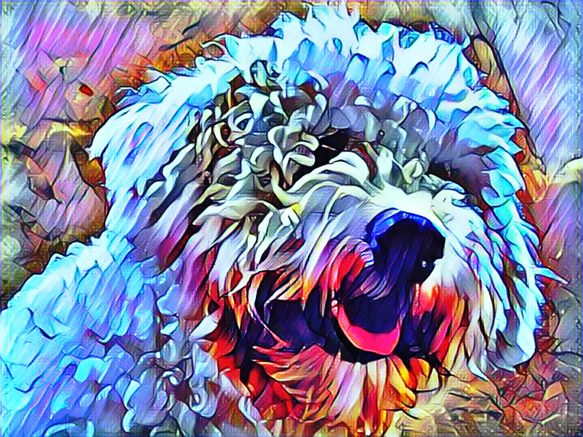 POODLE ART INSPIRING THE TREES AND PARKS