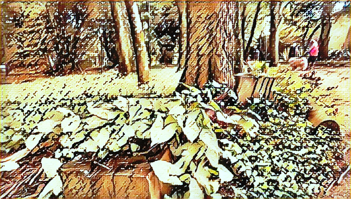 ART INSPIRING THE TREES AND PARKS