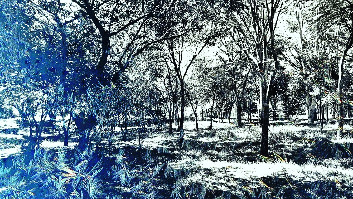 ART INSPIRING THE TREES AND PARKS