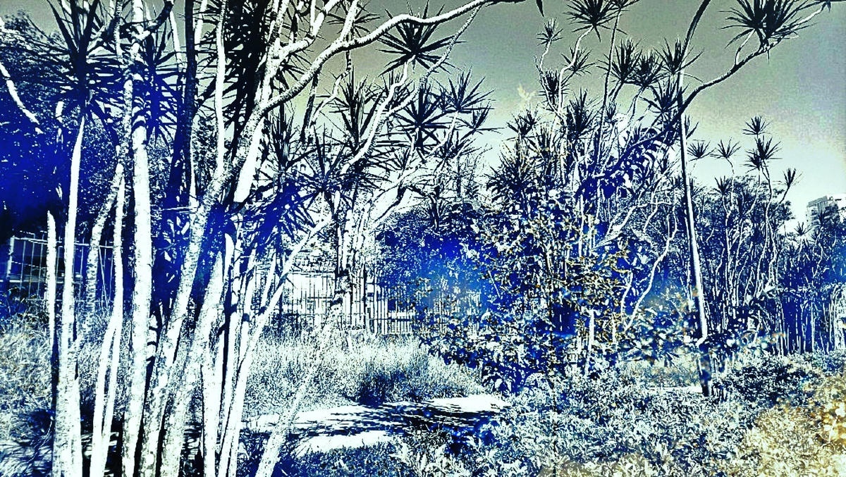 ART INSPIRING THE TREES AND PARKS