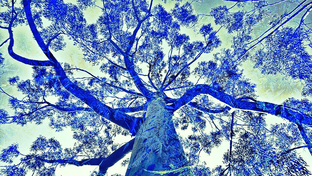 ART INSPIRING THE TREES AND PARKS