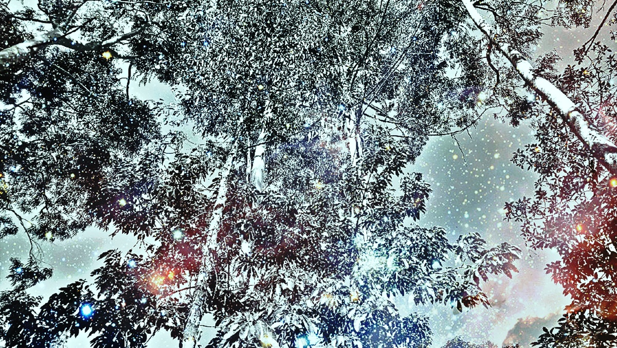 ART INSPIRING THE TREES AND PARKS