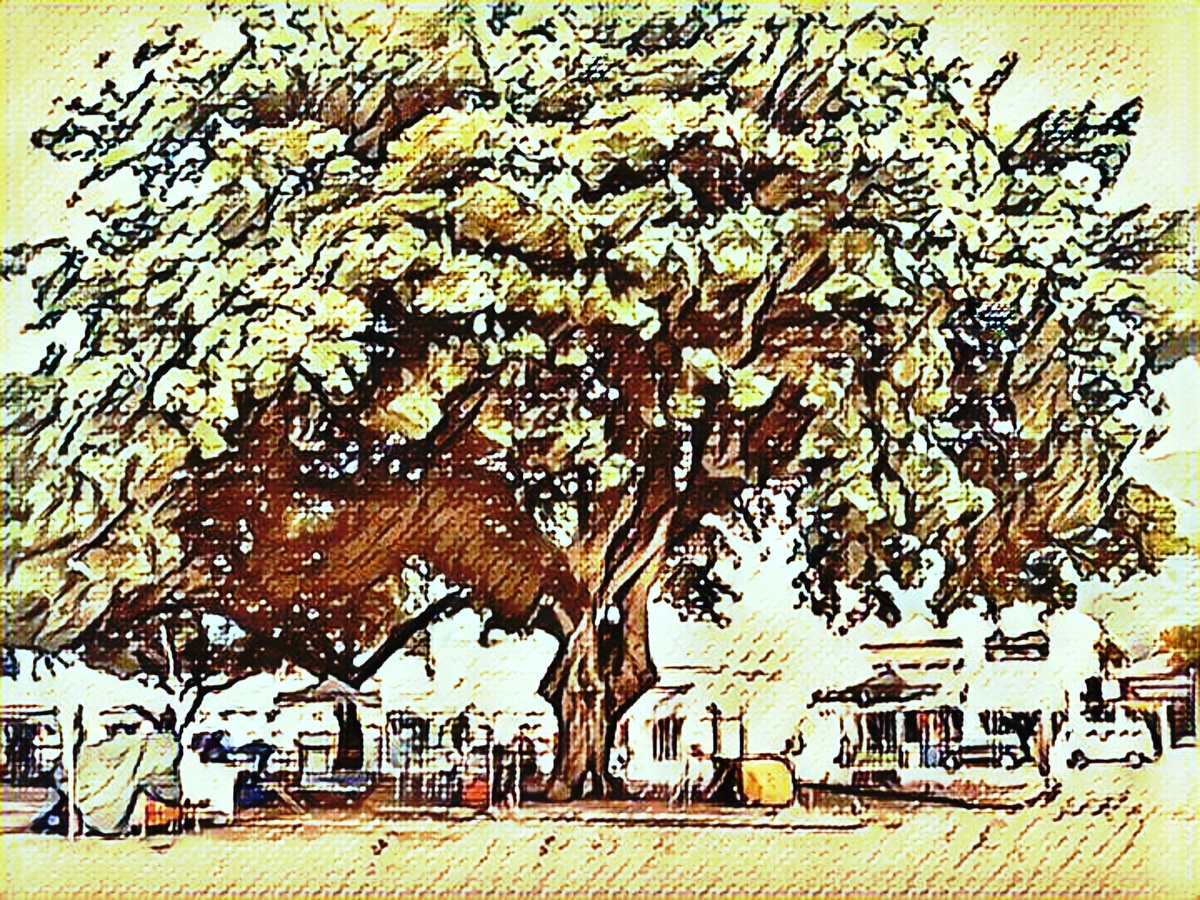 ART INSPIRING THE TREES AND PARKS