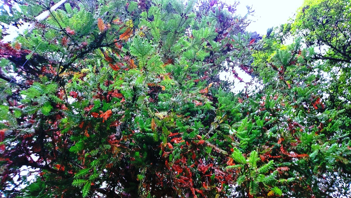 Parque da Independência