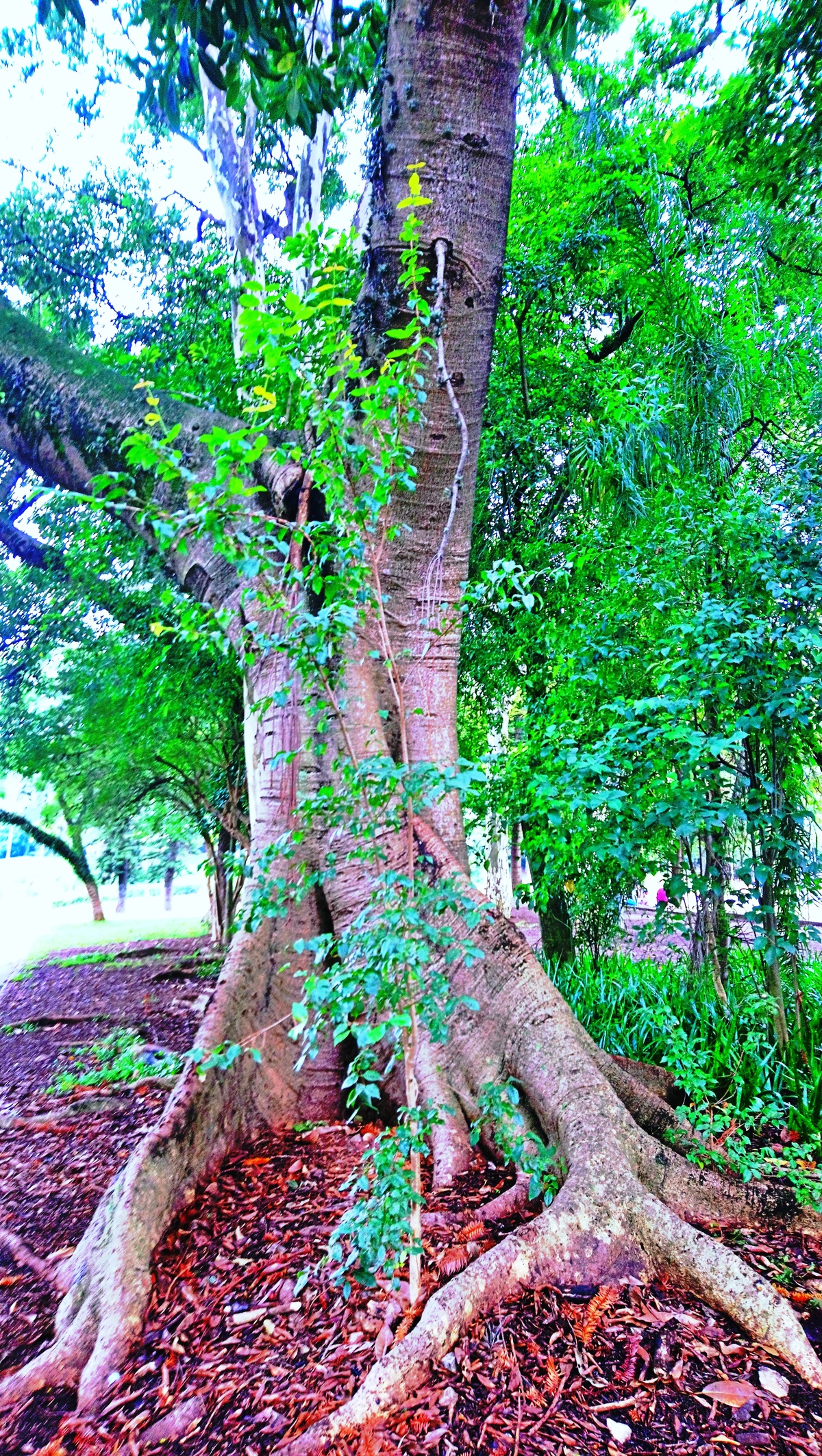 Parque da Independência
