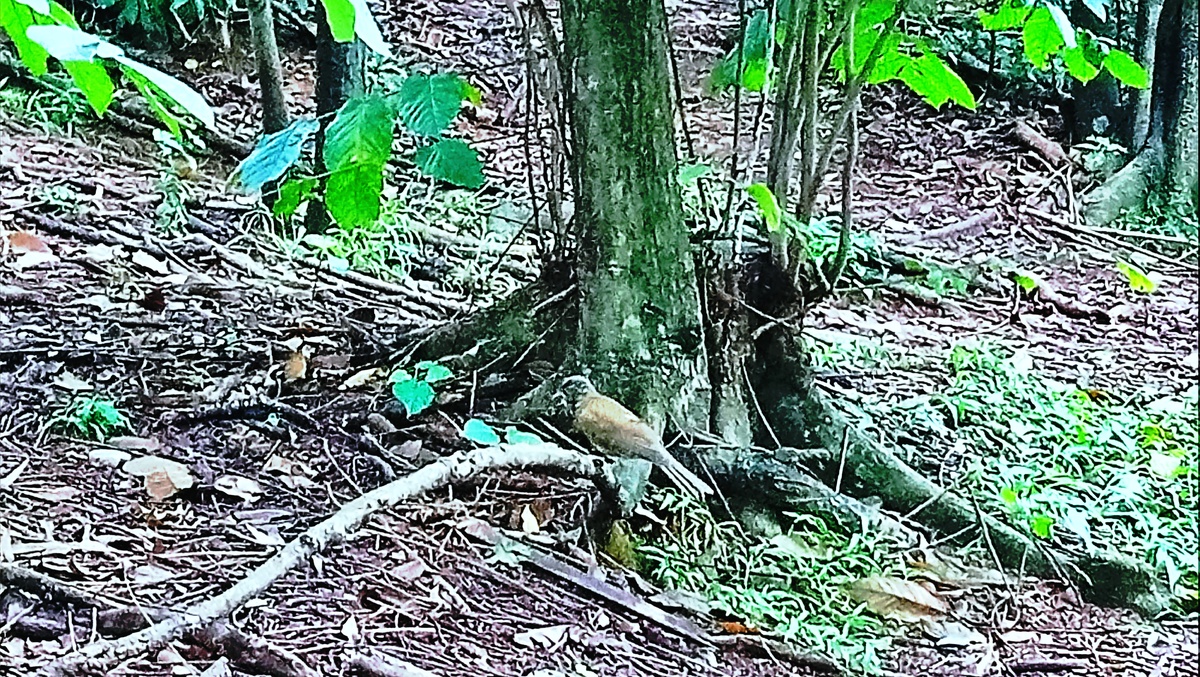 Parque da Independência