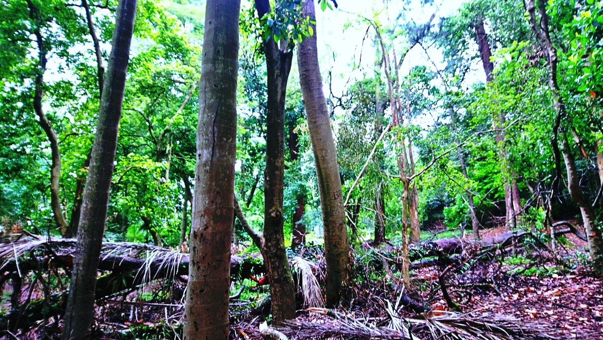 Parque da Independência
